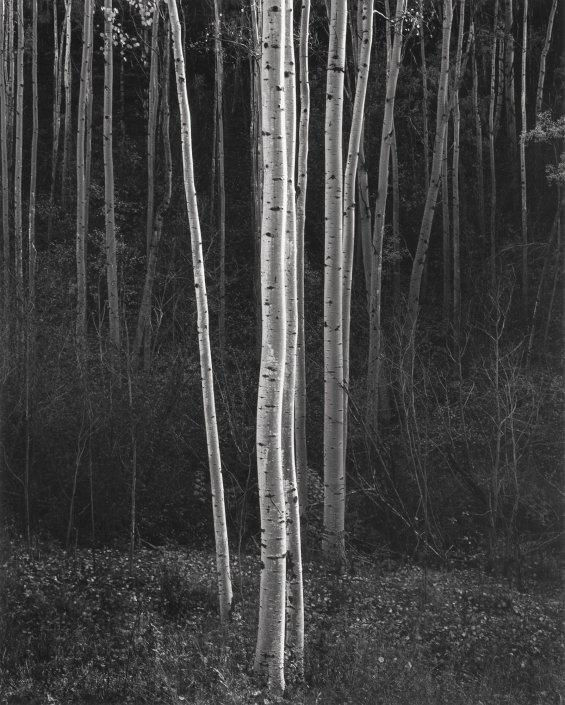 Aspens, Northern New Mexico, 1958” (Vertical)