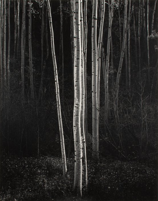 Aspens, Northern New Mexico (V) Original Gelatin Silver Photograph by Ansel Adams