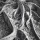 Roots, Foster Gardens, Honolulu, Hawaii, original photograph by Ansel Adams, 1948